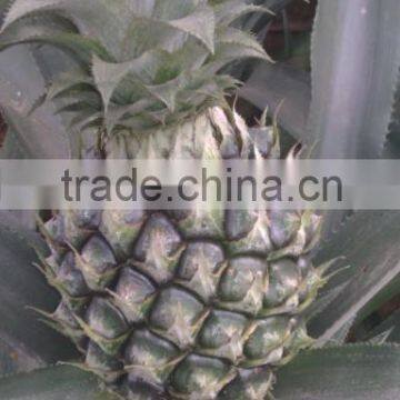 Professional Supply Fresh Queen Extremely Sweet Pineapples