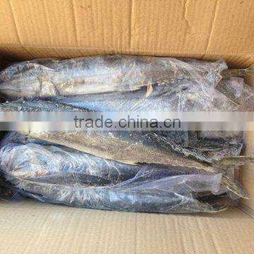 Spanish Mackerel (400-600g)