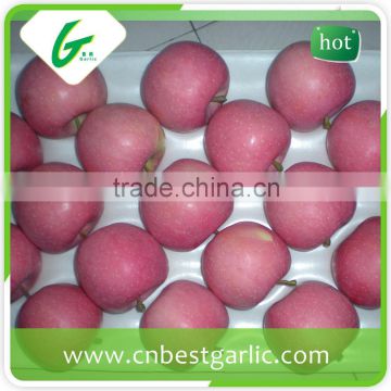 New arrival red fuji apple directly from shandong