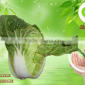 2013Fresh Green Cabbage Chinese