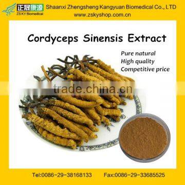 Best Yarsagumba Extract / Cordyceps Extract