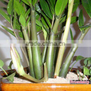 Natural Zamioculcas Zamiifolia for Indoor Ornamental Decorative Bonsai Plants