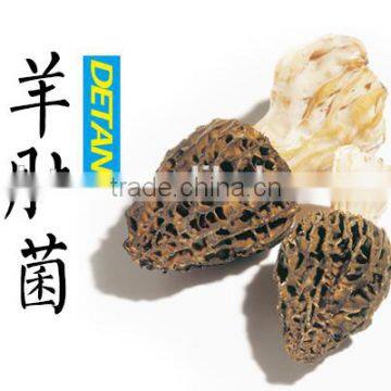 High Quality Dried Wild Morel/ Morchella