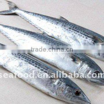 Frozen Spanish Mackerel whole round