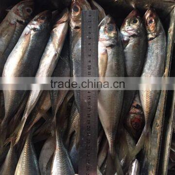 Hot Sale Frozen Horse Mackerel 200g-250g from China