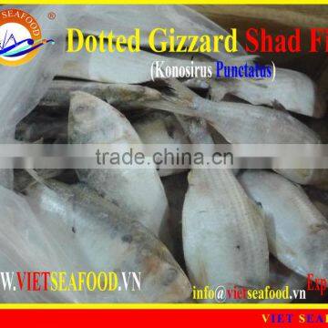 FROZEN DOTTED GIZZARD SHAD FISH W/R