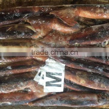 M Frozen Squid 200-300G Frozen Illex Squid photo-4