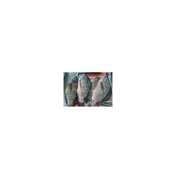 Tilapia W/R - Gutted & No Scale