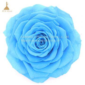 Big Size Preserved Flower Rose for Decor Supplies photo-3