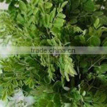 certified Moringa Leaves for sale