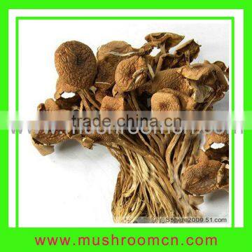 China dried Agrocybe Cylindracea mushroom