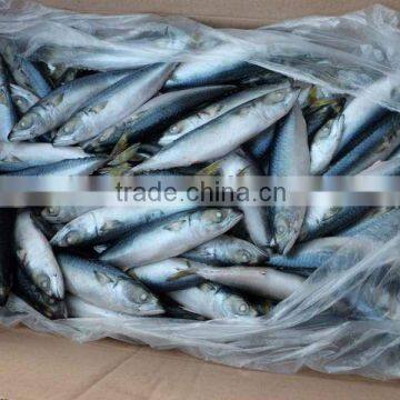 Fresh and Frozen Mackerel Fish