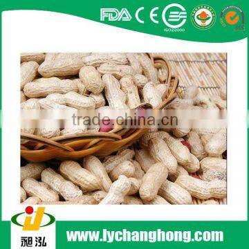 Roasted Peanut in shell good taste 11/13 nature flavor