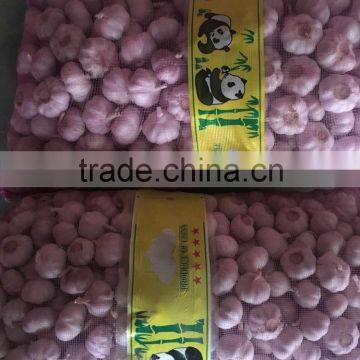 Fresh Garlic photo-2