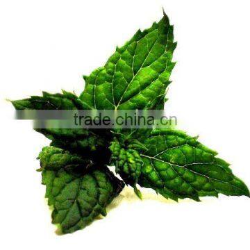 Indian Spearmint Oil (Natural & Pure)