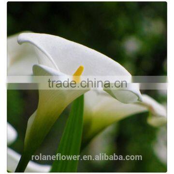 2016 lastest arriving high quality calla lily flower to export