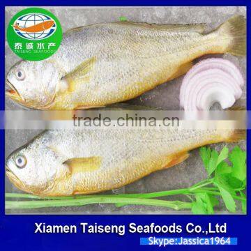 Frozen Yellow Croaker Export to USA photo-2