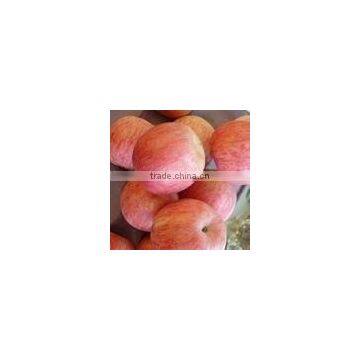 Chinese shandong fresh fuji apple