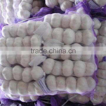 china fresh white garlic