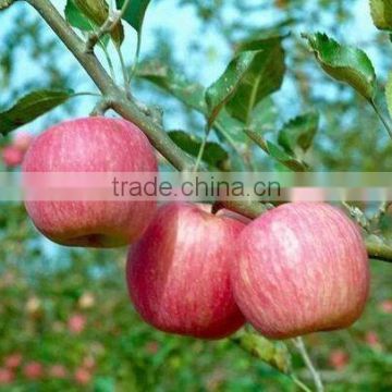 Big quantity supply apple (fresh red colour fruit)