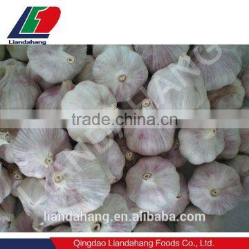Certified GAP/ KOSHER/ HALAL New Crop Normal White Garlic photo-6