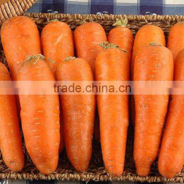 Red/Orange Carrot Seed Red Ginseng photo-5