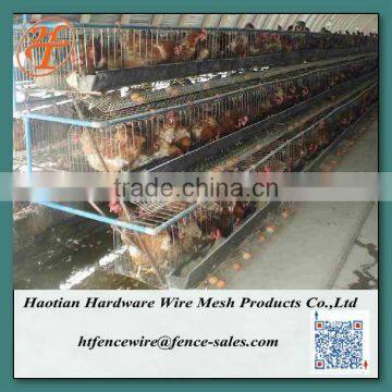 layer poultry cages