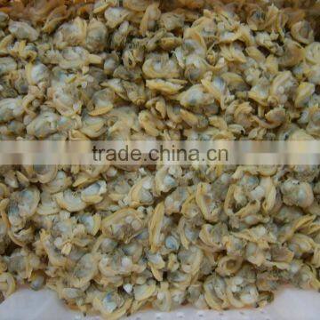 Tasty and Delicious Best Frozen Baby Clam Without Shell Iqf photo-4