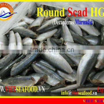 FROZEN ROUND SCAD HGT