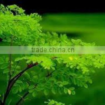 Food grade Moringa Leaves