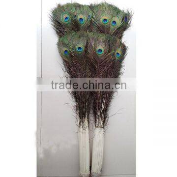 indian peacock feather trim
