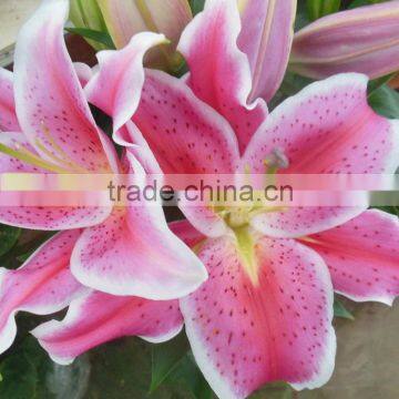 Bottom price tiber flowers lilies