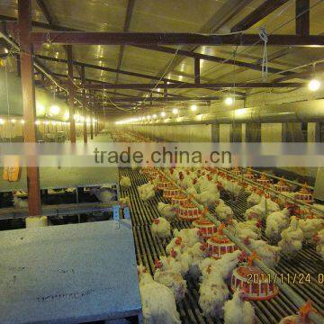 Complete Automatic Poultry Rearing Equipment for Broiler Farm