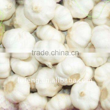 Shandong Organic Garlic