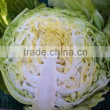 cabbage