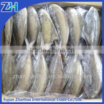 China black pomfret whole round hot sale