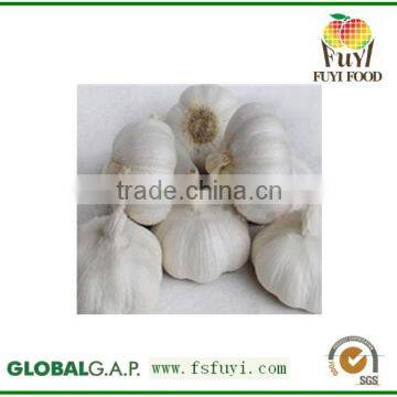 Good natural fresh garlic in good quality