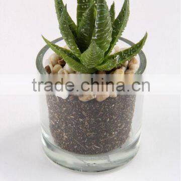 5.3 x 5 cm Artificial Flower Mini Succulent in Round Glass Pot.