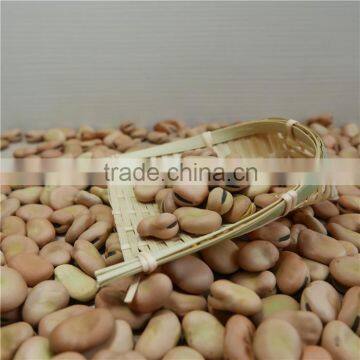High Quality Dry Broad Beans / Faba Beans / Fava Beans Seed for Cannery photo-5
