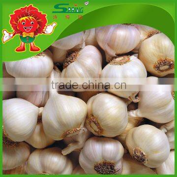 Fresh natural organic Hybrid garlic , whole sale, high quality health benefit