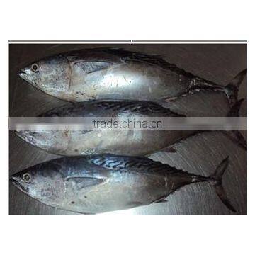 frozen bonito tuna