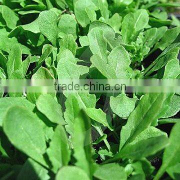 Imported Rocket Salad Leaves