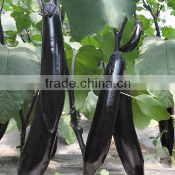 Hybrid eggplant seeds for growing-Supper Dragon