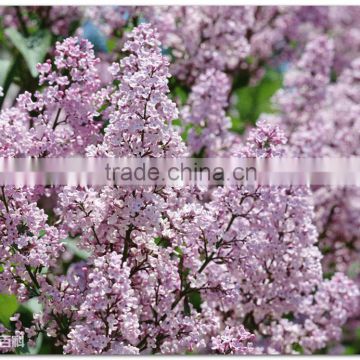 High purity lilac tree seeds for growing Chinese beautiful flower tree seeds