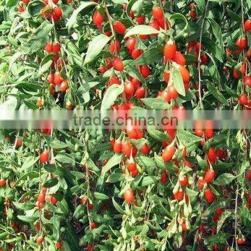 2015 new harvest natural dried goji berry