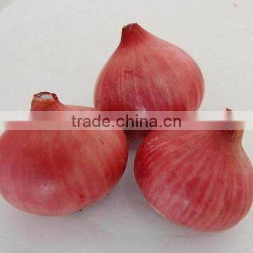 GAP/ HALAL CERTIFICATION Fresh Red Onion