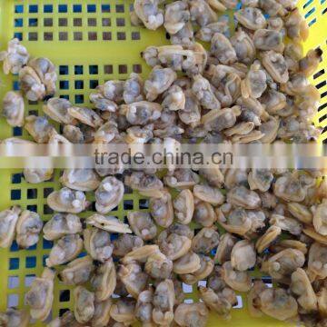 Frozen Boiled Baby Clam Meat photo-6