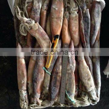 below 150g frozen illex argentinus squid