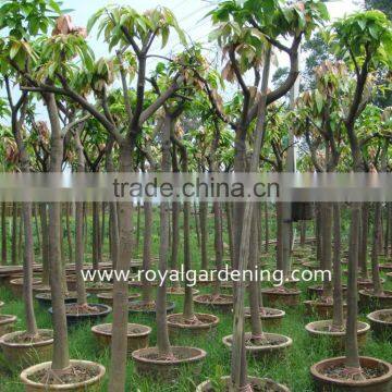 Mangifera Indica Outdoor Fruit Trees photo-3