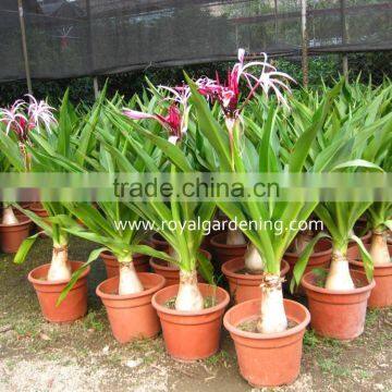 Crinum asiaticum( Spider Lily,Giant Crinum Lily, ) Ornamental Plants